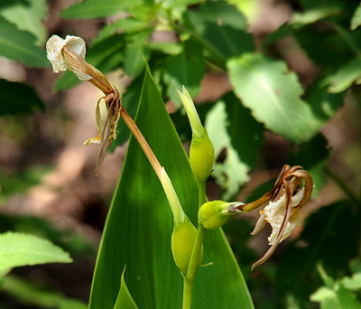 [Three green bulbs emerge from one green stem. At the tops of the bulbs are long thin mouth-like openings from which the long-stalked cream-white flower emerges (as if the plant is spitting up the flowers). Three bulbs are visible in the image, but only two of them have flowers coming from them. One large leaf from the plant is visible behind the bulbs.]